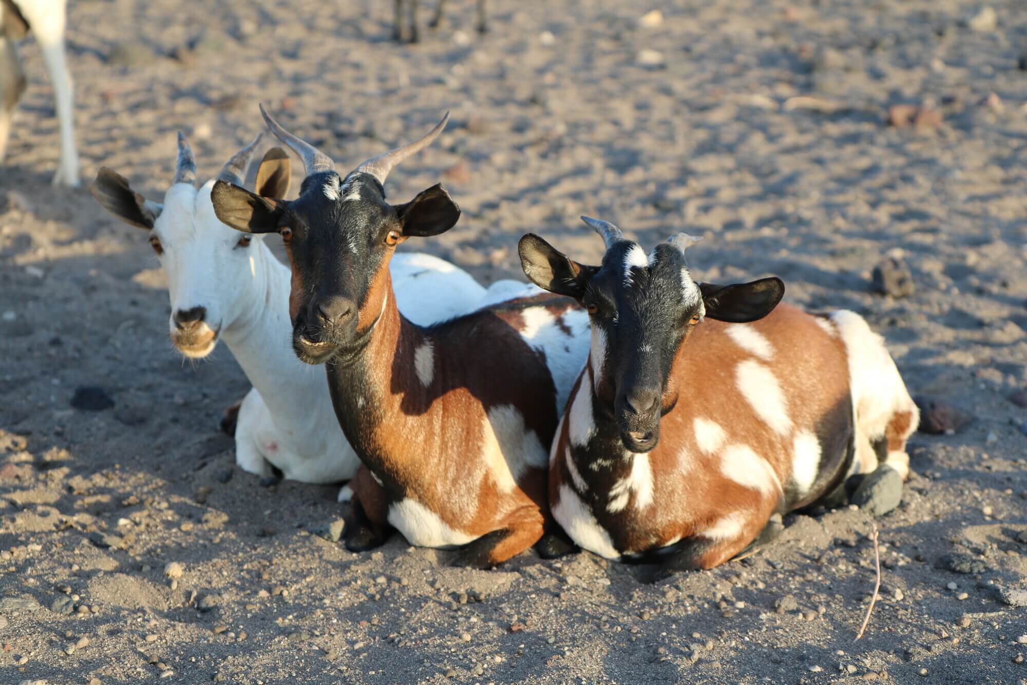 cute animals